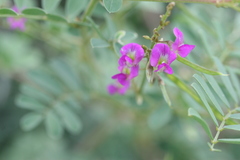 Tephrosia purpurea